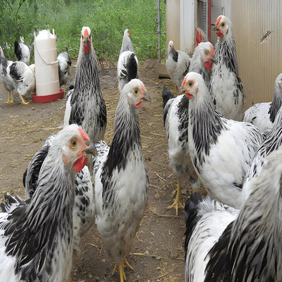 Columbian Wyandotte Chicken, a heritage breed known for its striking white body with black neck and tail feathers, docile temperament, and production of medium-sized brown eggs.
