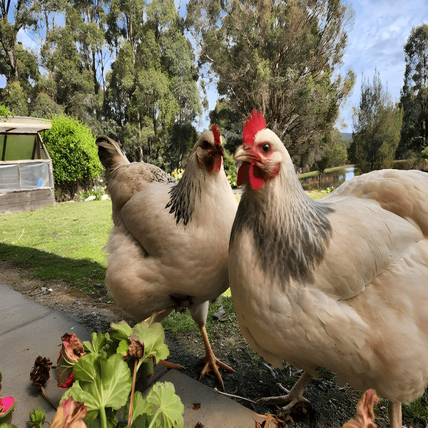 Columbian Wyandotte, featuring a rose comb, clean legs, and cold hardiness, ideal for backyard flocks due to their gentle nature and consistent egg laying of up to 260 eggs annually.
