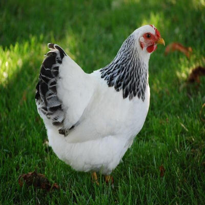 Heritage Columbian Wyandotte rooster showing full breast and rose comb in farm setting