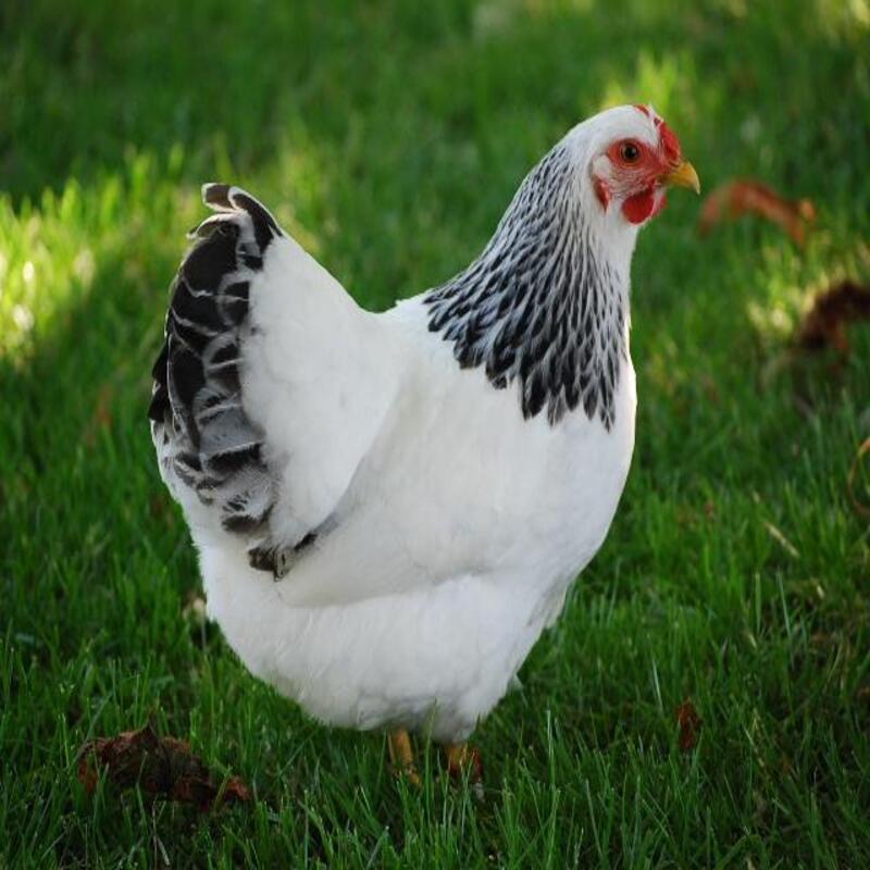 Heritage Columbian Wyandotte rooster showing full breast and rose comb in farm setting
