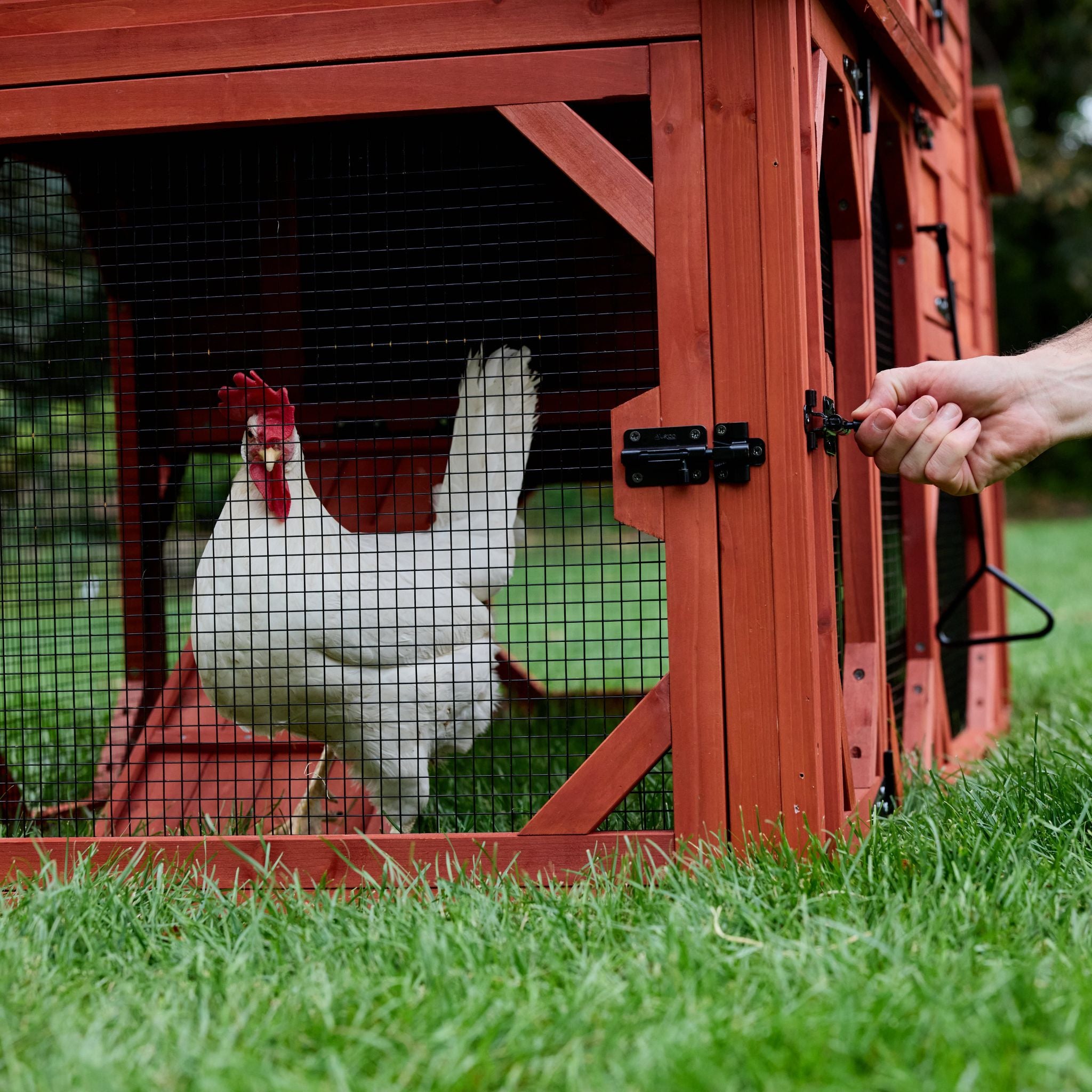 Chicken Coop for 4 Chickens – Leghorn Cottage Chicken Coop