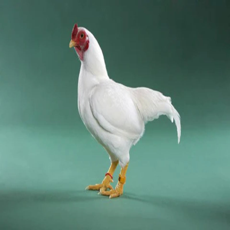  Cornish Bantam Chicken with a compact build, pea comb, and short feathers, known for its friendly temperament and exceptional meat quality.