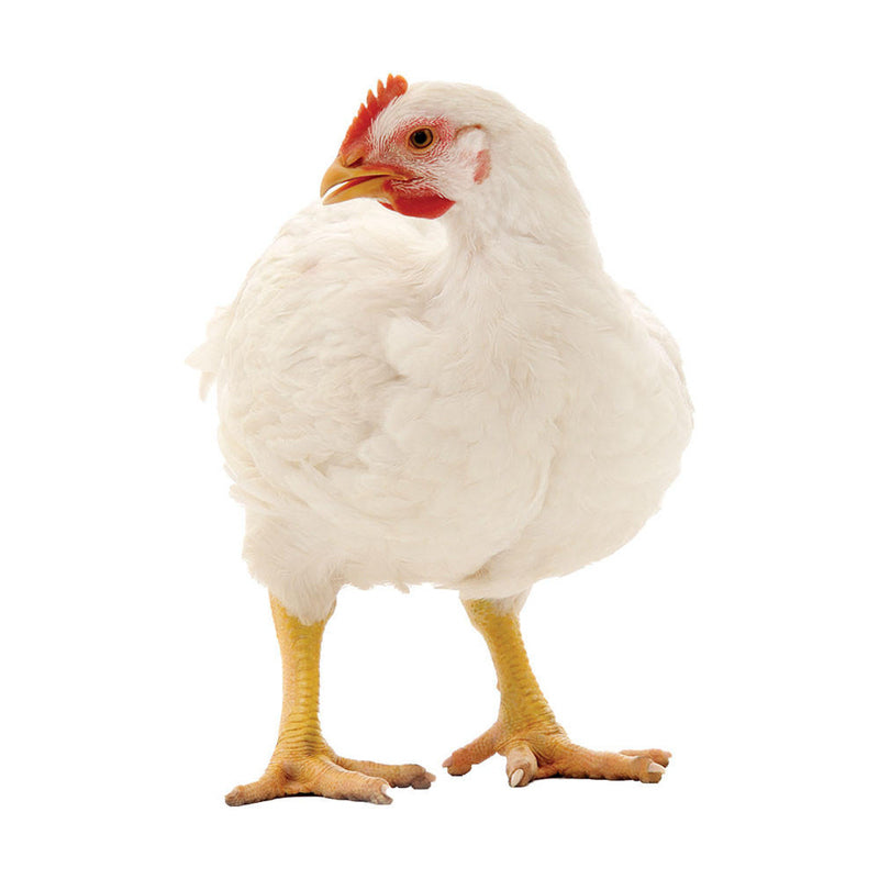  Cornish Bantam featuring a variety of colors including Dark, White, and White Laced Red, prized for its small size and active nature.