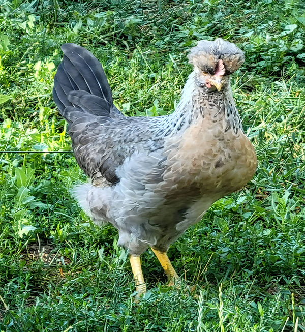 Cream Legbar hen with distinctive fluffy crest and soft gray feathers standing in lush green grass, famous for laying beautiful blue eggs