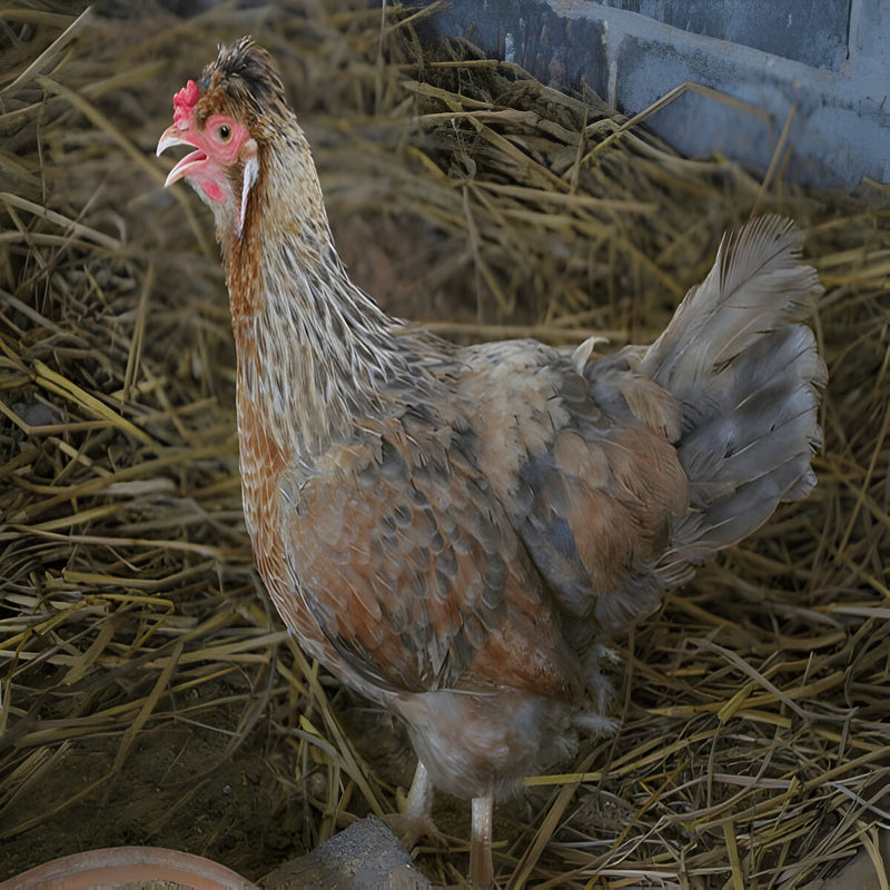 Cream Legbar Chicken, a medium-sized breed known for laying blue eggs and its friendly, active temperament.