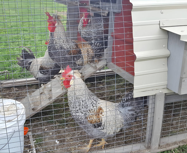 Cream Legbar chickens in secure coop with wire mesh fencing, showing their distinctive speckled plumage and bright red combs