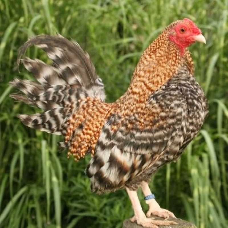 Crele Old English Game Bantam with vibrant black-breasted red feathers and a distinctive white spot on the head, known for its active temperament and ornamental value, ideal for exhibitions and backyard flocks.