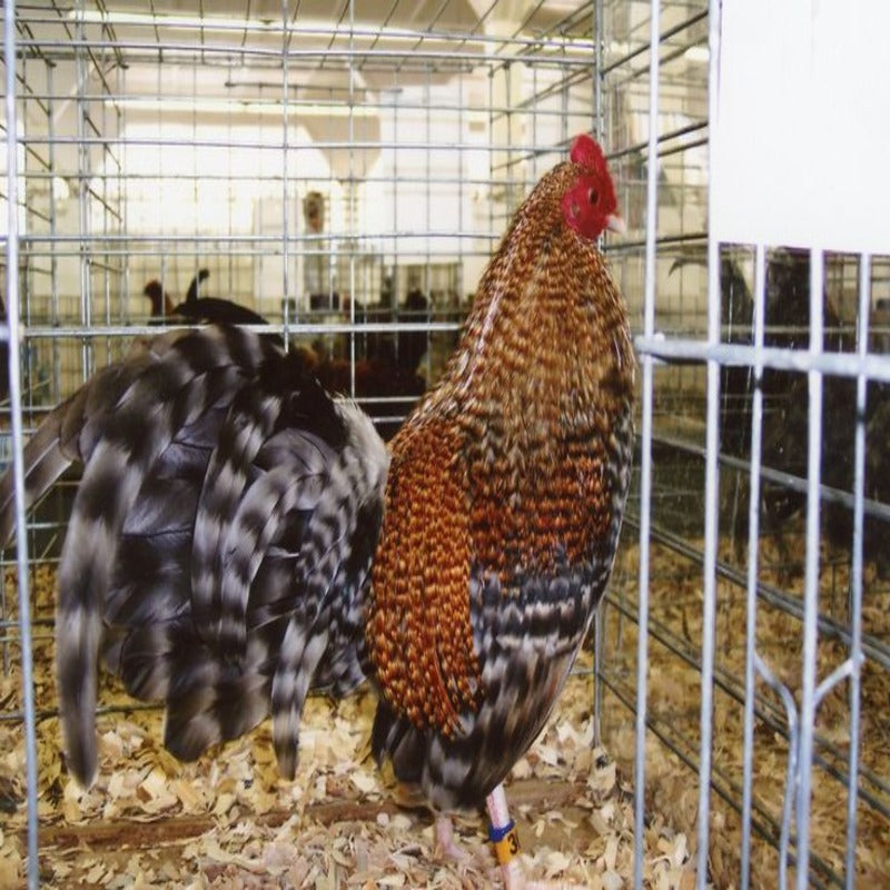 Crele Old English Game Bantam featuring a single comb, clean white legs, and a friendly yet sometimes skittish nature, prized for its minimal space requirements and low feed needs, making it suitable for small properties.
