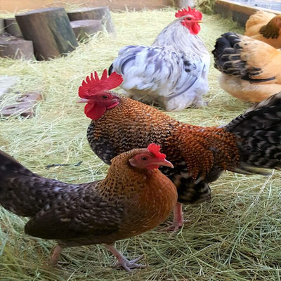 Crele Standard Old English with striking barred feathers, known for its active temperament and suitability as a show bird due to its historical significance and unique appearance.