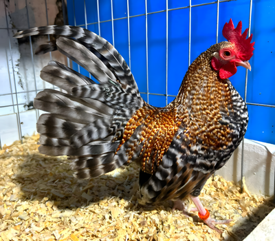 Crele Standard Old English