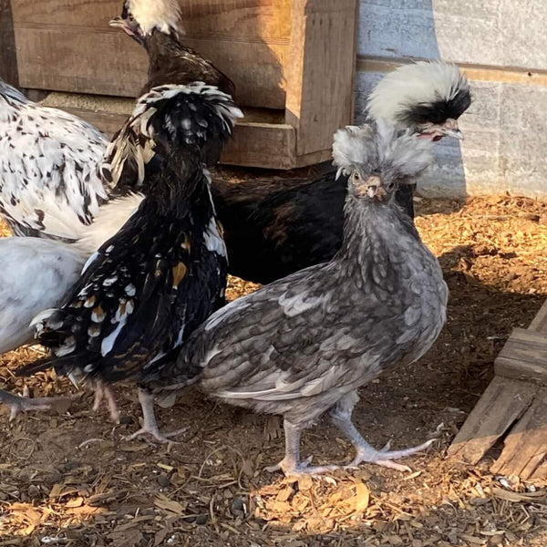  Crested Top Hat chickens featuring a variety of breeds with distinctive crests, known for their gentle temperament and suitability as ornamental birds due to their historical significance and unique appearance.