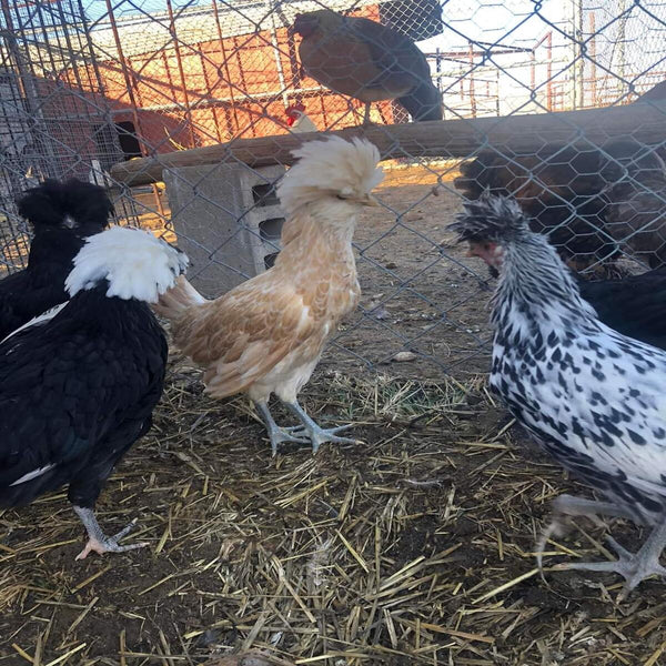  Crested Top Hat assortment including Polish and other crested breeds, prized for their fair egg-laying abilities and suitability for backyard flocks due to their hardiness.