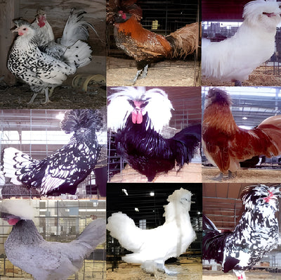 Crested “Top Hat” Special