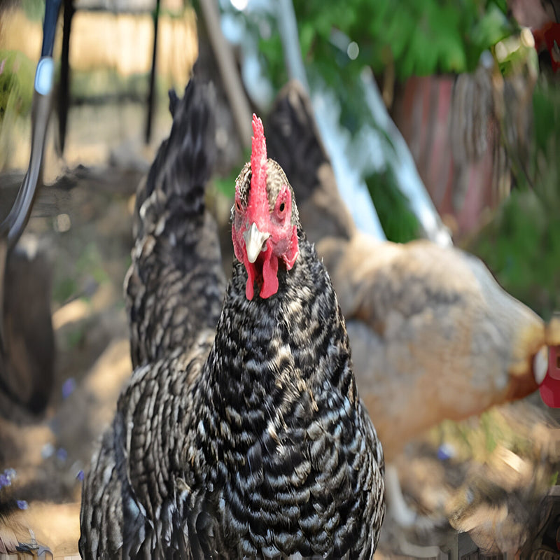 Cuckoo Marans chicken with barred gray and black plumage and feathered legs