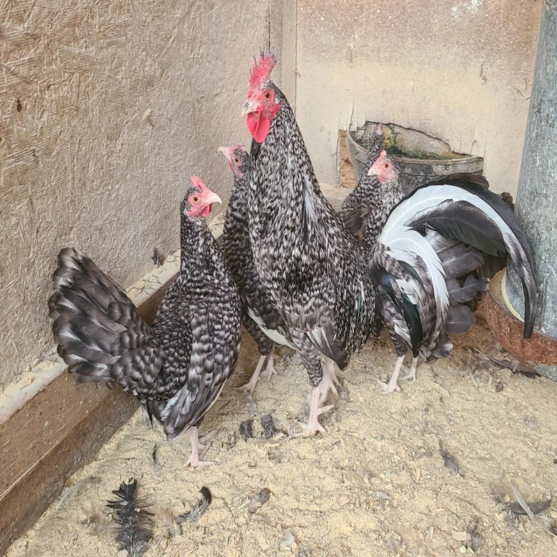 Cuckoo Standard Old English Chicken with distinctive blue-grey barred plumage.