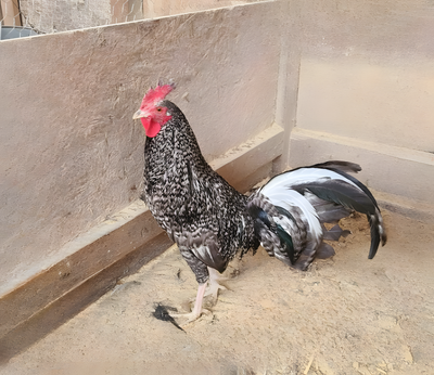 Cuckoo Standard Old English