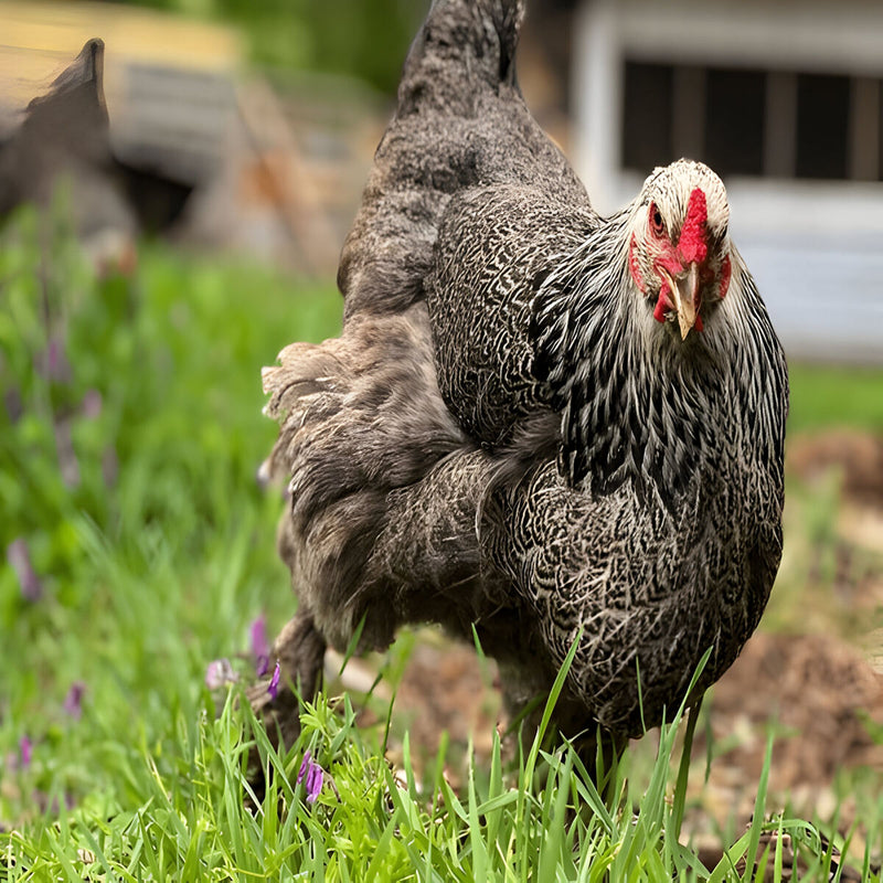 Dark Brahma, featuring feathered legs, a docile temperament, and excellent brooding instincts, making them ideal for families and backyard flocks in cold climates. 