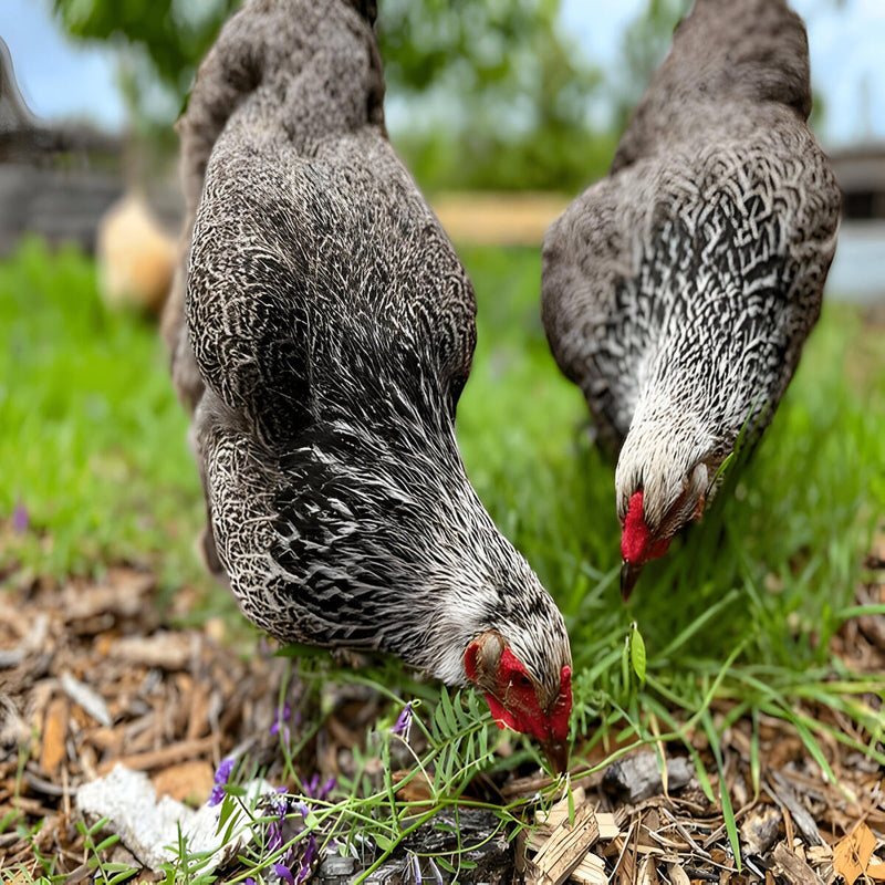 Dark Brahma Chicken, a large, gentle breed known for its striking black-and-white plumage, cold hardiness, and production of medium to large brown eggs. 