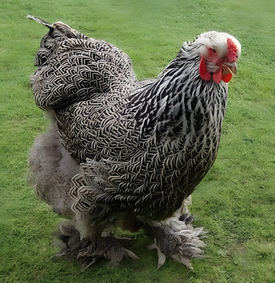 Dark Brahma Chicken