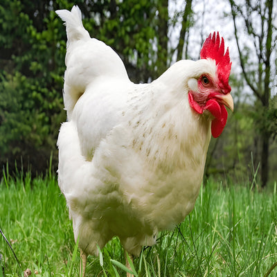 Delaware chicken with white plumage and black barring on neck and tail