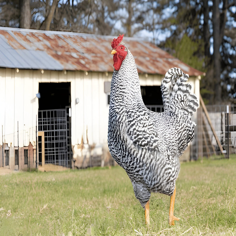 Dominique chicken with classic black and white barred feathers and rose comb