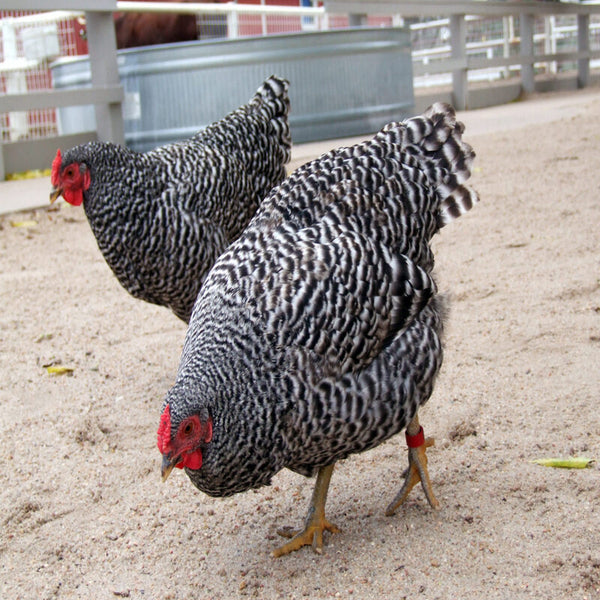  Dominique Bantam Chicken with a docile temperament, attractive black-and-white barred feathers, and a distinctive rose comb, ideal for backyard flocks and exhibitions due to its friendly nature and reliable egg-laying abilities.