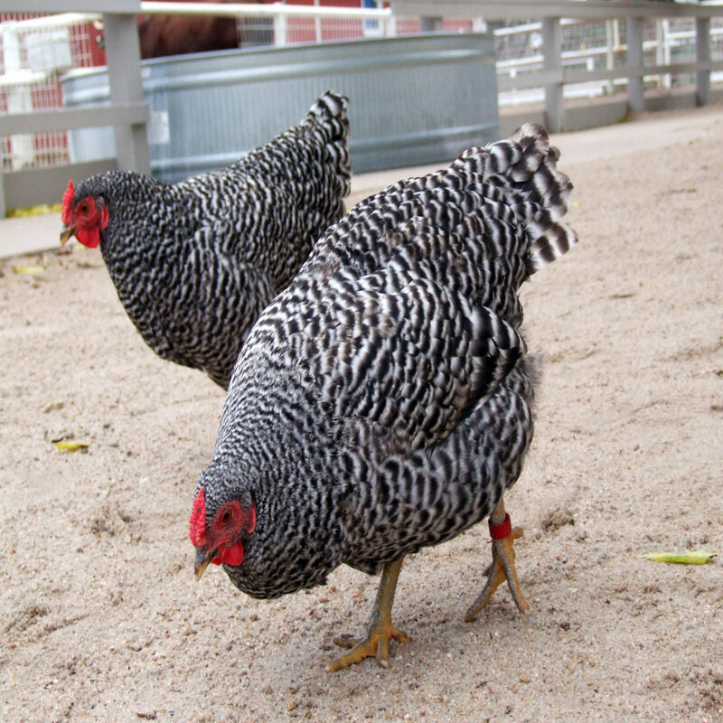  Dominique Bantam Chicken with a docile temperament, attractive black-and-white barred feathers, and a distinctive rose comb, ideal for backyard flocks and exhibitions due to its friendly nature and reliable egg-laying abilities.