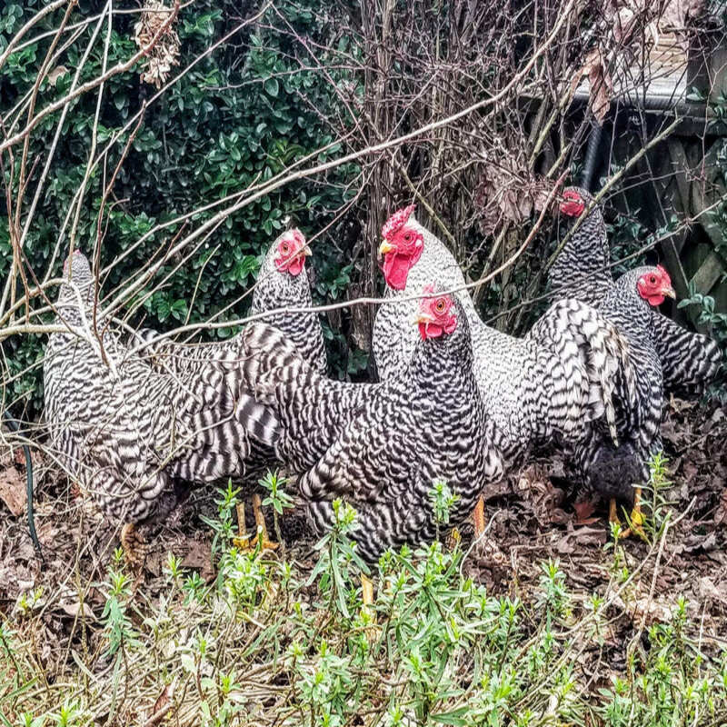 Dominique Bantam featuring a miniature size, small brown eggs, and a calm disposition, making it a popular choice for small spaces and family-friendly environments.