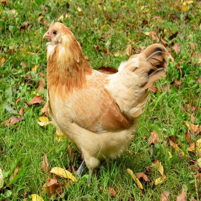  Easter Egger Bantam featuring a small size, pea comb, and active temperament, prized for its colorful eggs and ability to thrive in various climates, making it a popular choice for hobbyists and beginners.