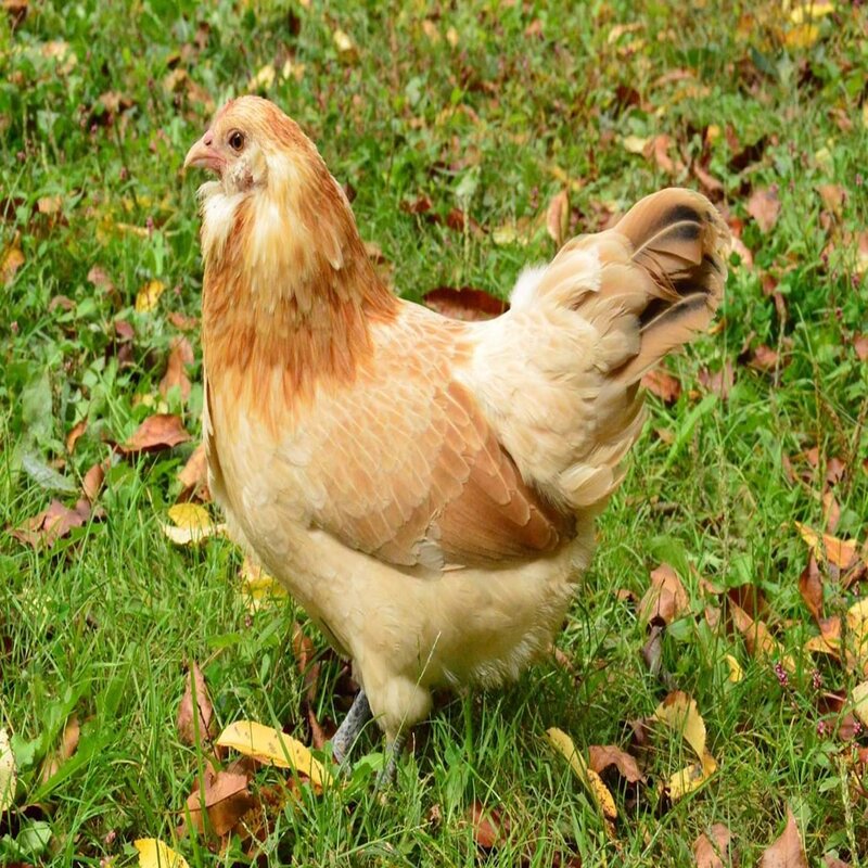  Easter Egger Bantam featuring a small size, pea comb, and active temperament, prized for its colorful eggs and ability to thrive in various climates, making it a popular choice for hobbyists and beginners.