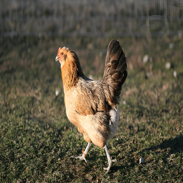 Mixed-breed Easter Egger hen, friendly backyard chicken that lays tinted eggs