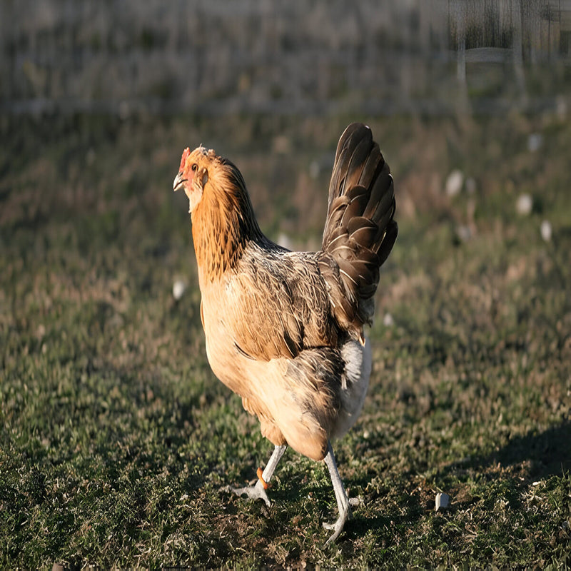 Mixed-breed Easter Egger hen, friendly backyard chicken that lays tinted eggs
