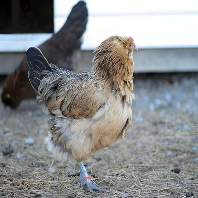 Easter Egger chicken with colorful plumage and fluffy beard, known for blue and green eggs