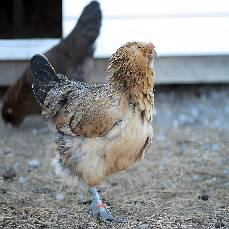 Easter Egger chicken with colorful plumage and fluffy beard, known for blue and green eggs