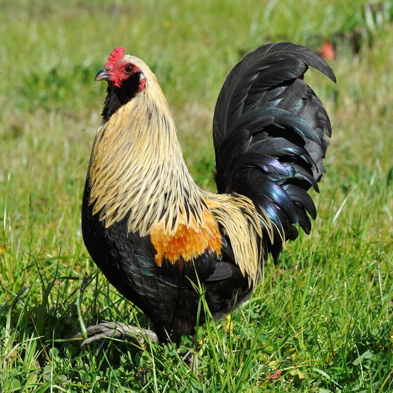  Easter Egger Bantam with a unique mix of feather colors, beards, and muffs, known for laying eggs in shades of blue, green, and pink, ideal for backyard flocks due to their friendly nature and cold hardiness.