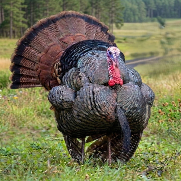 Eastern Wild Turkey tom front-facing strut display with symmetrical tail fan and intense red head coloring for premium hatching egg breeding stock