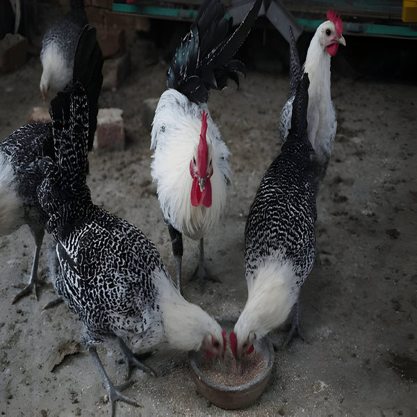 Egyptian Fayoumi, a small, energetic chicken breed known for its hardiness and high egg production in hot climates.