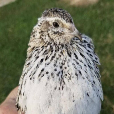 Falb Fee Coturnix Hatching Eggs
