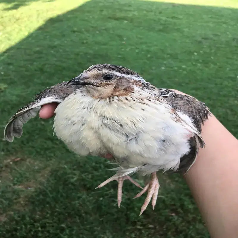 Falb Fee Coturnix Hatching Eggs