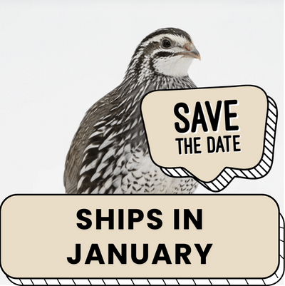 Falb Fee Coturnix Quail Hatching Eggs