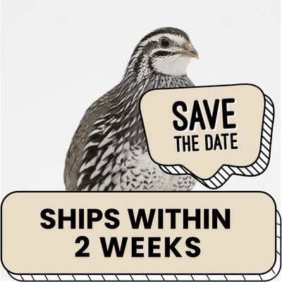 Falb Fee Coturnix Quail Hatching Eggs