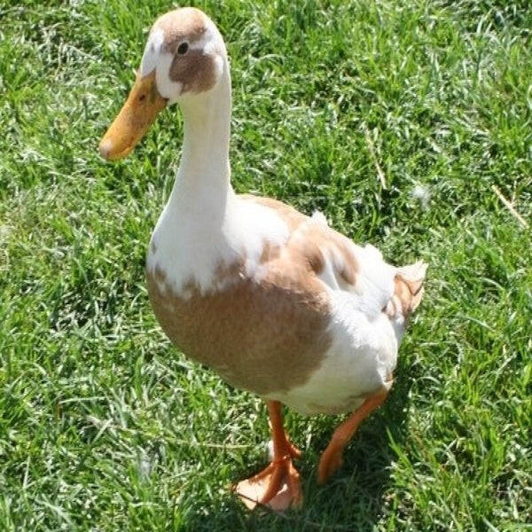 Fawn and White Runner Ducks with long, slender bodies and upright stance, known for their excellent egg-laying abilities and active foraging nature.