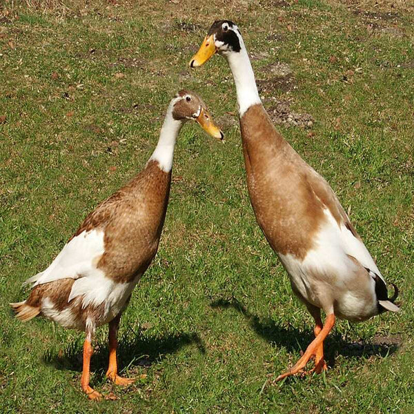 Fawn and White Runner Ducks featuring a distinctive fawn and white plumage, lightweight build, and strong flock instinct, ideal for backyard flocks.