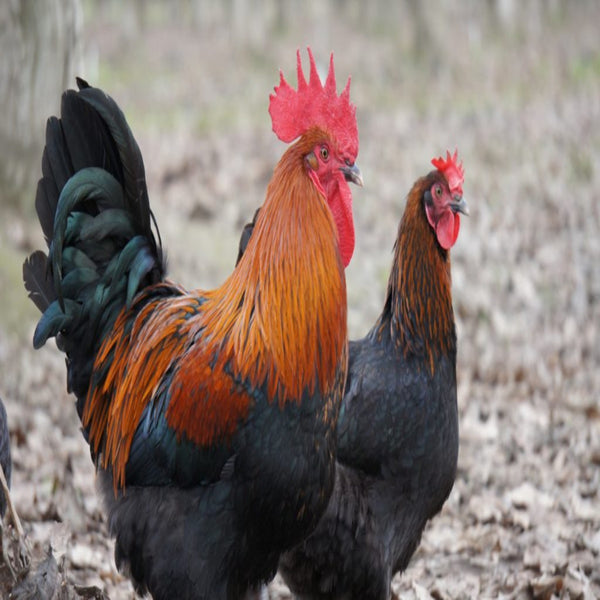 French Black Copper Marans Chicken, a dual-purpose breed known for its striking black plumage with copper highlights, feathered legs, and dark chocolate-brown eggs.