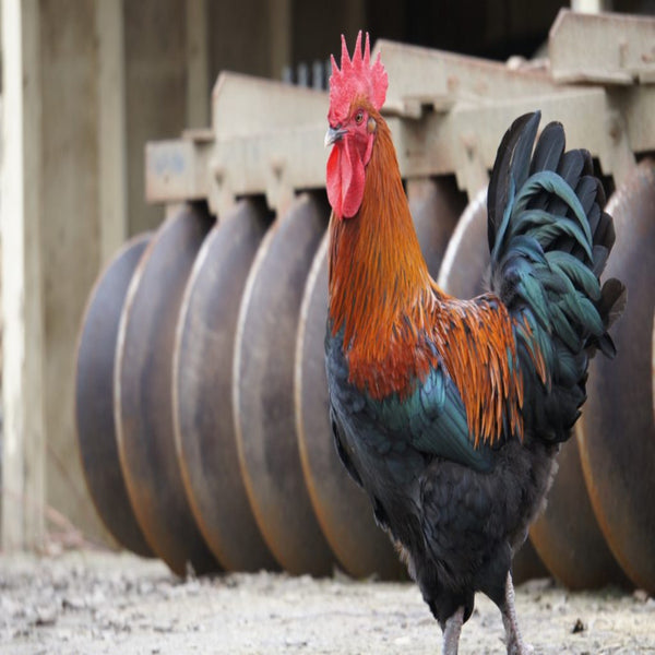 French Black Copper Marans Chicken, a dual-purpose breed known for its striking black plumage with copper highlights, feathered legs, and dark brown eggs.