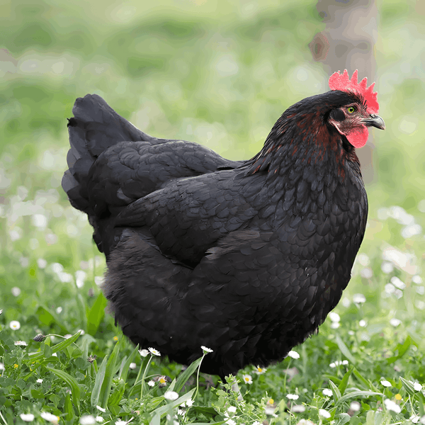 French Black Copper Marans