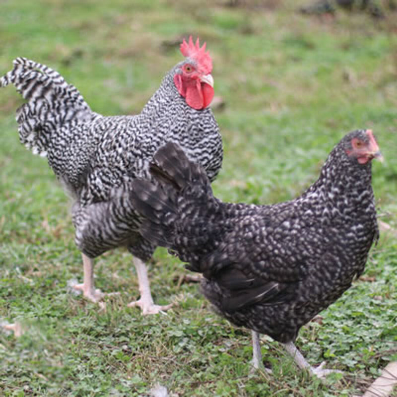 French Cuckoo Marans Chicken, a dual-purpose breed known for its mottled plumage, sparsely feathered legs, and dark brown eggs, ideal for free-range settings.