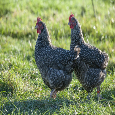 French Cuckoo Marans Chicken, a heritage breed known for its dark brown or speckled eggs, friendly temperament, and athletic foraging abilities.