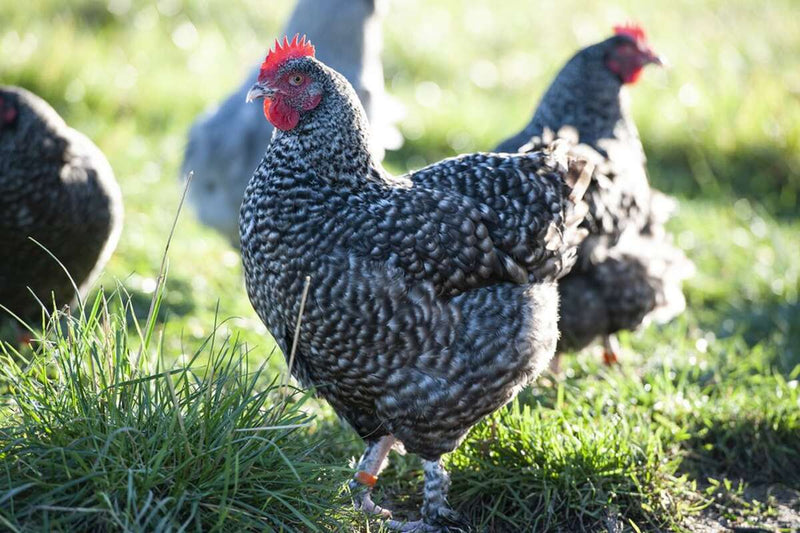 French Cuckoo Marans chicken with barred gray plumage and feathered legs