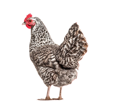 French Cuckoo Marans